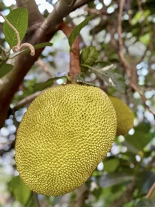 Inside My Tam’s Private Garden: A Lush Sanctuary of Seasonal Fruits and Greenery - image 8