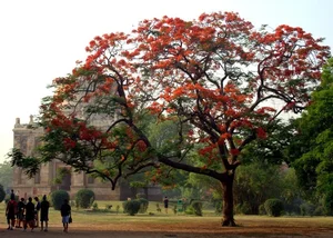 The Mystery of the Ancient Phoenix Tree Crying Holy Water Explained - image 5