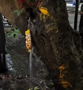 The Mystery of the Ancient Phoenix Tree Crying Holy Water Explained - image 9