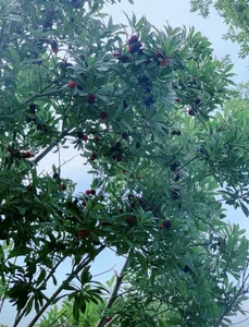 Zhang Xinyu’s Fairytale Garden: A Viral Sensation of Organic Living and Floral Beauty - image 0