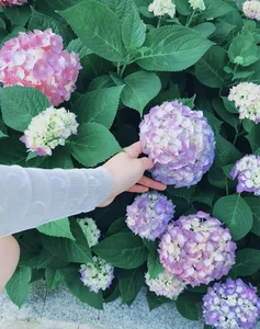 Zhang Xinyu’s Fairytale Garden: A Viral Sensation of Organic Living and Floral Beauty - image 2