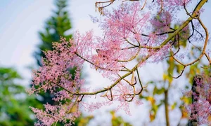 The Legend of the Phoenix Tree: A Beautiful Vietnamese Fairy Tale - image 1