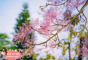 The Legend of the Phoenix Tree: A Beautiful Vietnamese Fairy Tale - image 0