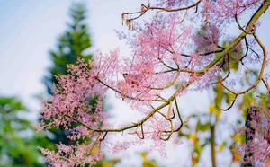 The Legend of the Phoenix Tree: A Beautiful Vietnamese Fairy Tale - image 8
