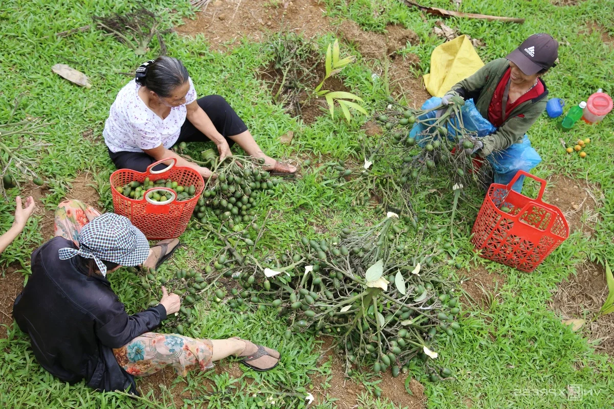 Areca Nut Boom: Farmers Celebrate Record-High Prices During Harvest Season