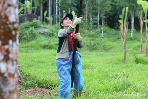 Areca Nut Boom: Farmers Celebrate Record-High Prices During Harvest Season - image 1