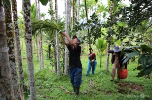Areca Nut Boom: Farmers Celebrate Record-High Prices During Harvest Season - image 5