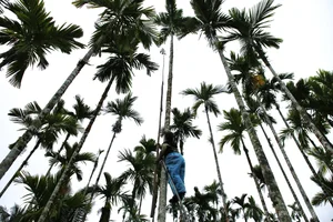 Areca Nut Boom: Farmers Celebrate Record-High Prices During Harvest Season - image 11