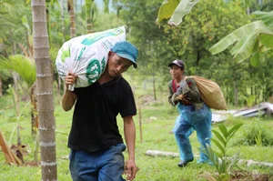 Areca Nut Boom: Farmers Celebrate Record-High Prices During Harvest Season - image 3