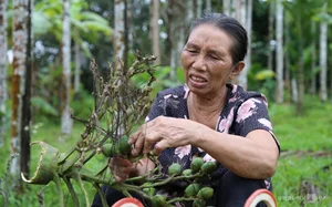 Areca Nut Boom: Farmers Celebrate Record-High Prices During Harvest Season - image 4