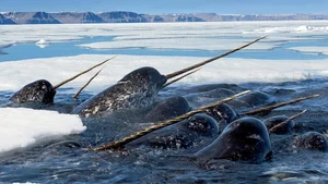 Nature’s Oddities: The Quirky Animal That Surprised the World of Science - image 7