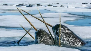 Nature’s Oddities: The Quirky Animal That Surprised the World of Science - image 5