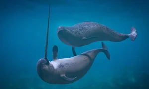 Nature’s Oddities: The Quirky Animal That Surprised the World of Science - image 1