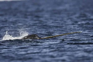 Nature’s Oddities: The Quirky Animal That Surprised the World of Science - image 3