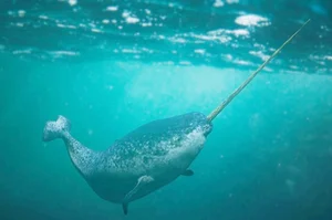 Nature’s Oddities: The Quirky Animal That Surprised the World of Science - image 0