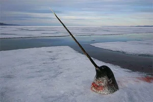 Nature’s Oddities: The Quirky Animal That Surprised the World of Science - image 6