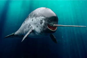 Nature’s Oddities: The Quirky Animal That Surprised the World of Science - image 2