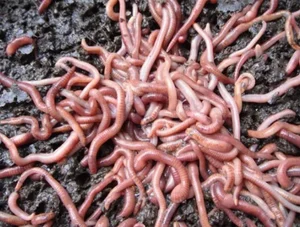 Mysterious Rain of Blood and Money: Scientists Baffled by Strange Global Phenomena - image 4