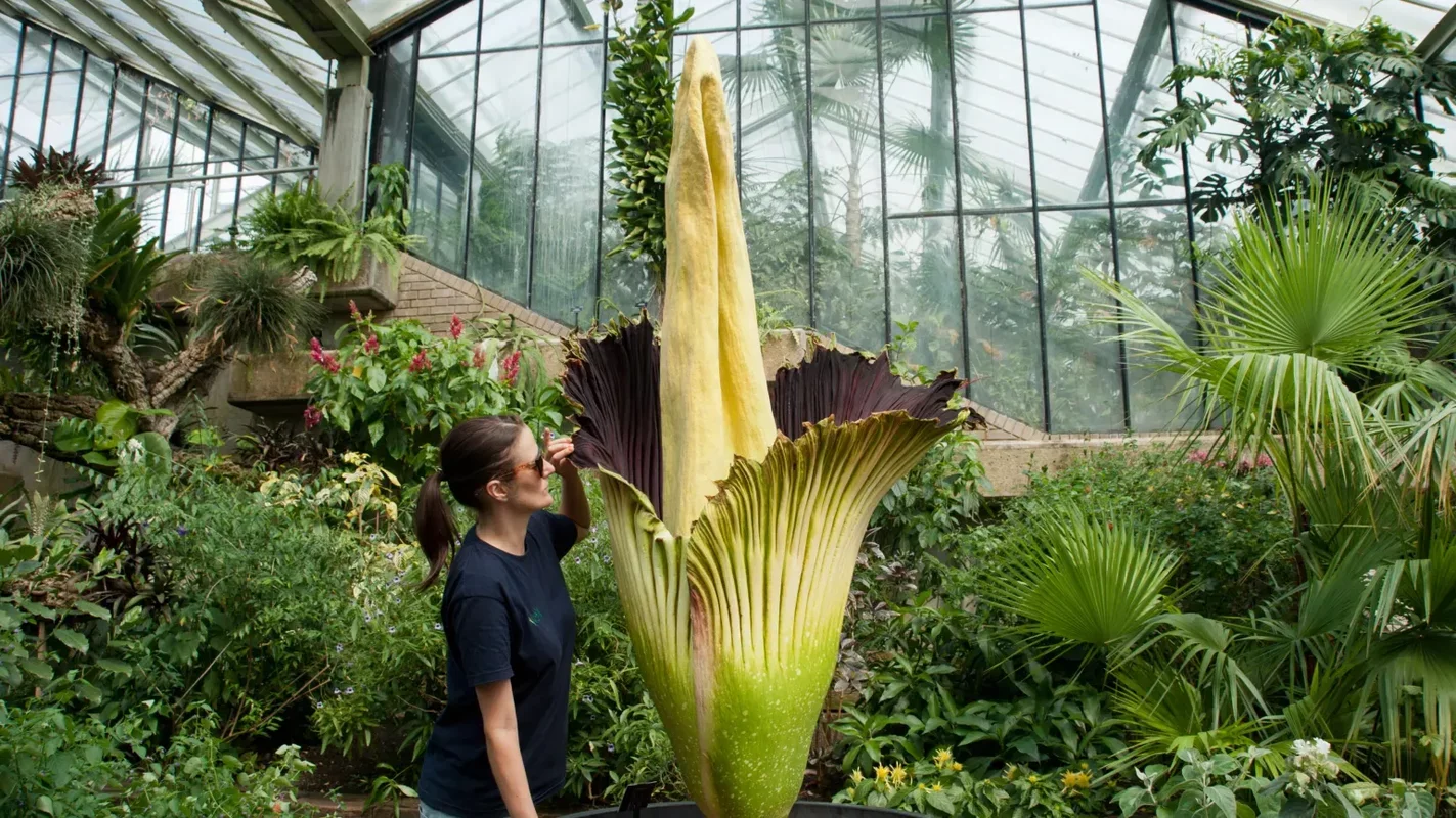 Astonishing Flower Records: The Most Extreme Blooms in Nature