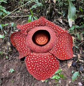 Astonishing Flower Records: The Most Extreme Blooms in Nature - image 2