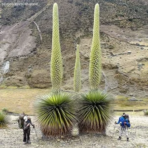 Astonishing Flower Records: The Most Extreme Blooms in Nature - image 4