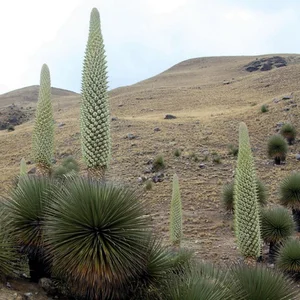 Astonishing Flower Records: The Most Extreme Blooms in Nature - image 1