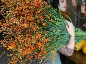 5 Affordable Imported Flower Trends for Elegant Lunar New Year Home Decor - image 6