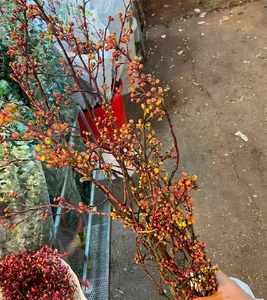 5 Affordable Imported Flower Trends for Elegant Lunar New Year Home Decor - image 8