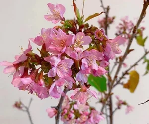 5 Affordable Imported Flower Trends for Elegant Lunar New Year Home Decor - image 3
