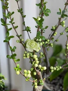 5 Affordable Imported Flower Trends for Elegant Lunar New Year Home Decor - image 1