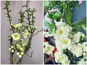 5 Affordable Imported Flower Trends for Elegant Lunar New Year Home Decor - image 9