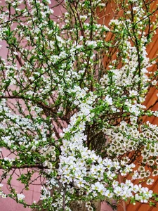 5 Affordable Imported Flower Trends for Elegant Lunar New Year Home Decor - image 2