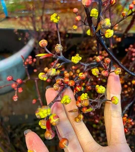 5 Affordable Imported Flower Trends for Elegant Lunar New Year Home Decor - image 0