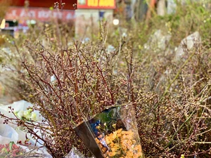 5 Affordable Imported Flower Trends for Elegant Lunar New Year Home Decor - image 5