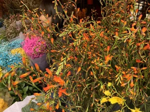 5 Affordable Imported Flower Trends for Elegant Lunar New Year Home Decor - image 4