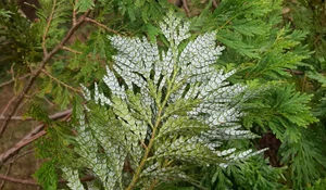 Rare Flora of Hon Ba Nature Reserve: Protecting Red Book Species - image 12