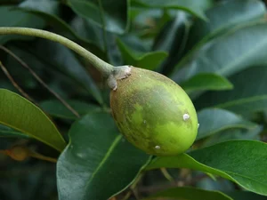 Rare Flora of Hon Ba Nature Reserve: Protecting Red Book Species - image 0