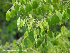 Rare Flora of Hon Ba Nature Reserve: Protecting Red Book Species - image 6