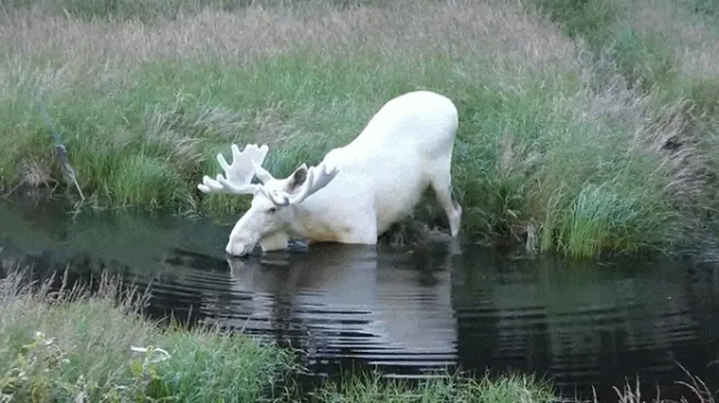Rare White Moose Spotted: A Stunning Mythical Beast of the Wild