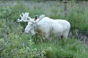Rare White Moose Spotted: A Stunning Mythical Beast of the Wild - image 5