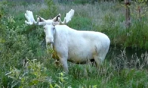 Rare White Moose Spotted: A Stunning Mythical Beast of the Wild - image 4