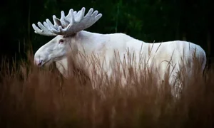 Rare White Moose Spotted: A Stunning Mythical Beast of the Wild - image 6