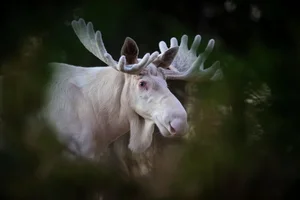 Rare White Moose Spotted: A Stunning Mythical Beast of the Wild - image 7