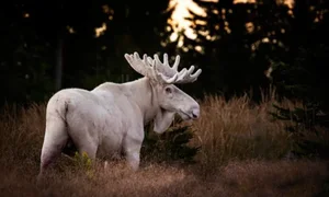 Rare White Moose Spotted: A Stunning Mythical Beast of the Wild - image 3