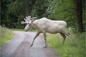 Rare White Moose Spotted: A Stunning Mythical Beast of the Wild - image 1