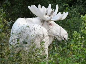 Rare White Moose Spotted: A Stunning Mythical Beast of the Wild - image 2
