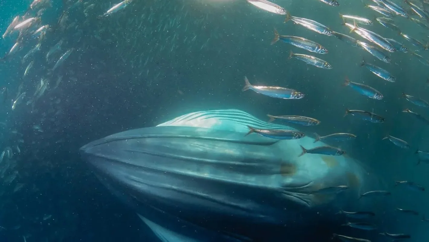 Decoding the Deep: Experts Uncover Secrets of Mysterious Ocean Sounds