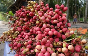 From Wild Forests to Luxury Markets: 4 Exotic Fruits Highly Coveted by Foodies - image 3