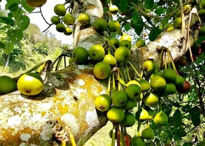 From Wild Forests to Luxury Markets: 4 Exotic Fruits Highly Coveted by Foodies - image 6