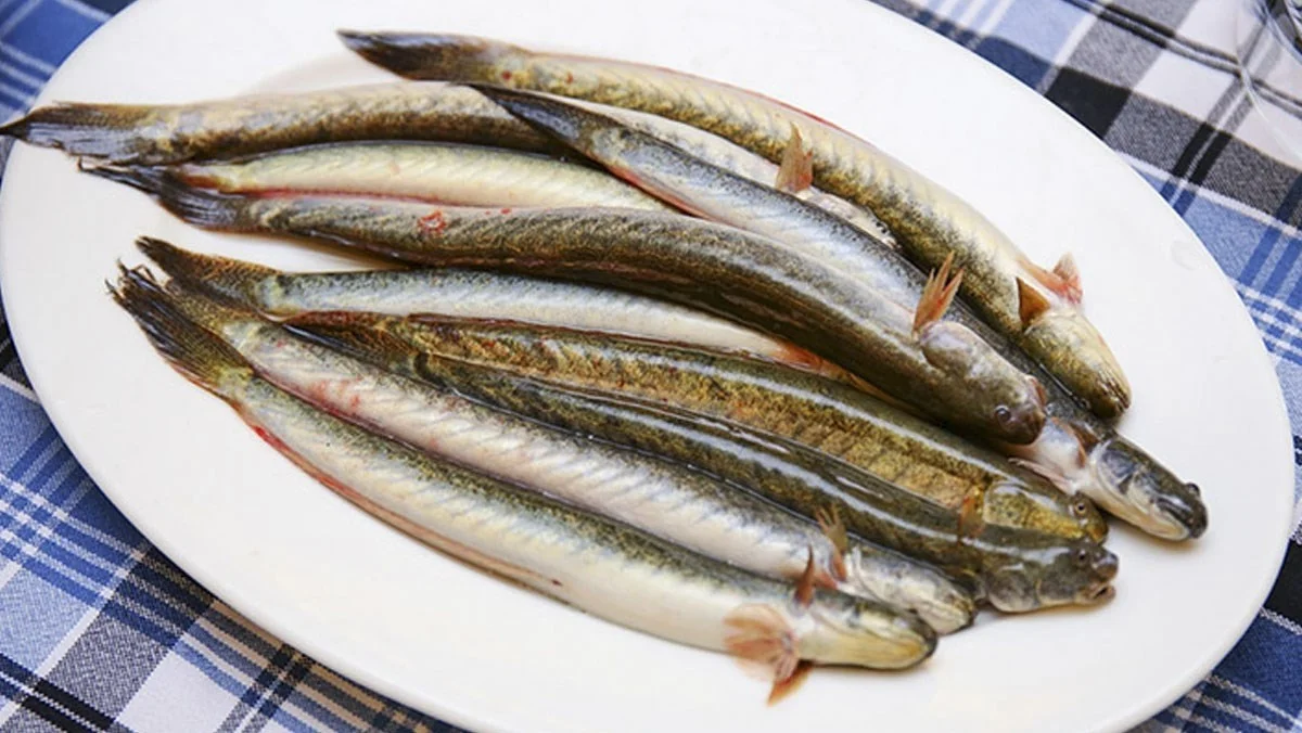 From 'Poor Man's Fish' to Luxury Delicacy: The Rise of This Special Catch